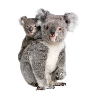 IStock_000010550436Small